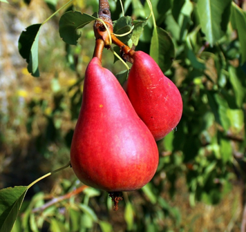 Саженцы груши "Старкримсон" pear5 фото