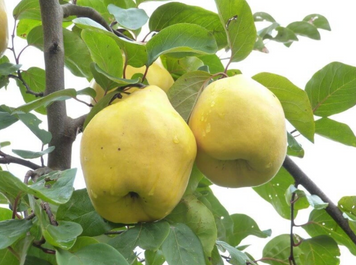 Саженцы айвы "Грушевидная" quince5 фото