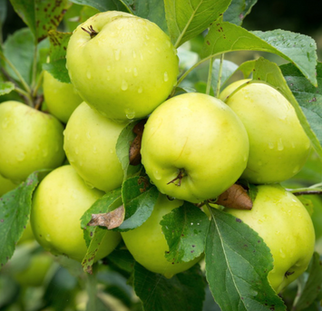 Саджанці яблуні "Антонівка" apple32 фото