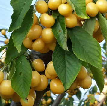 Саженцы черешни "Дачница" (среднеспелый сорт) cherries17 фото