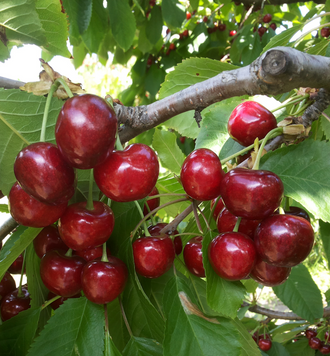 Саженцы черешни "Крупноплодная" (позднеспелый сорт) cherries18 фото