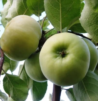 Саджанці яблуні "Донешта" apple35 фото
