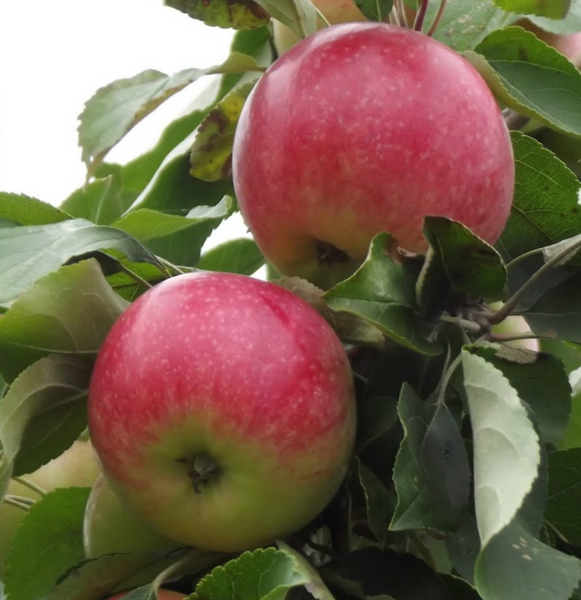 Саженцы яблони "Мельба" apple36 фото