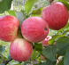 Саженцы яблони "Мельба" apple36 фото 1