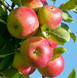 Саженцы яблони "Дискавери" apple37 фото 1