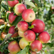 Саженцы яблони "Дискавери" apple37 фото 2