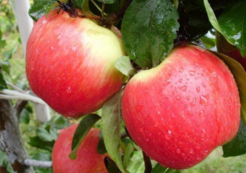 Саджанці яблуні "Ерлі Женева" apple39 фото