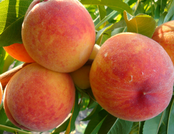 Саджанці персика "Ред Хевен" (середньоспілий сорт) peach29 фото