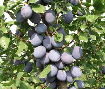 Саджанці сливи "Топенд Плюс" plum30 фото
