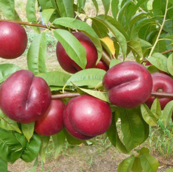Саджанці нектарина "Харко" (середньо-пізній сорт) nectarine3 фото