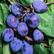 Саджанці сливи "Чачакська Найболія" (пізньоспілий сорт) plum2 фото 1