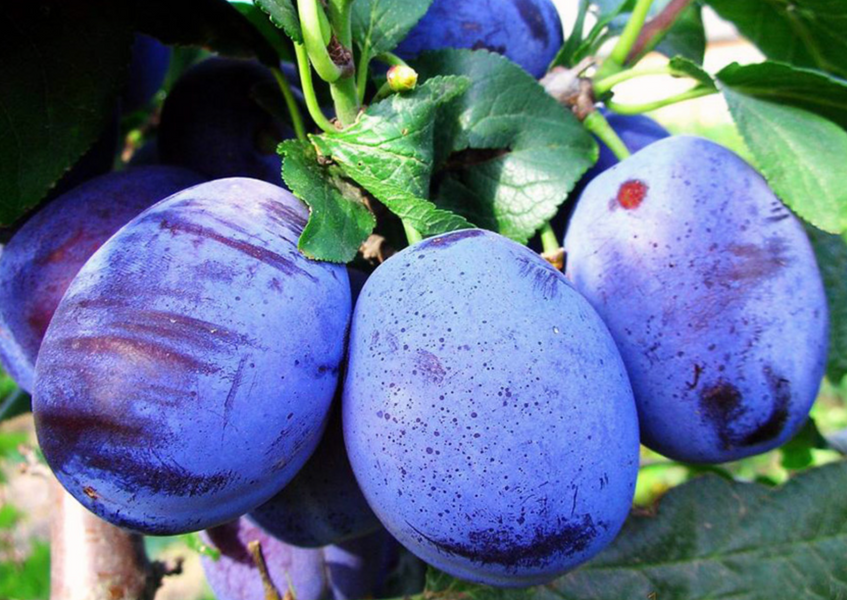 Саджанці сливи "Чачакська Найболія" (пізньоспілий сорт) plum2 фото