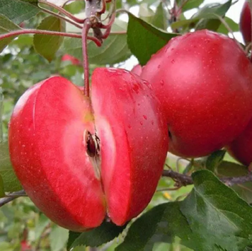 Саджанці яблуні "Джерсі" apple43 фото