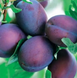 Саджанці сливи "Ненька" (раньоспілий сорт) plum3 фото 2