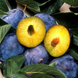 Саджанці сливи "Ненька" (раньоспілий сорт) plum3 фото 1