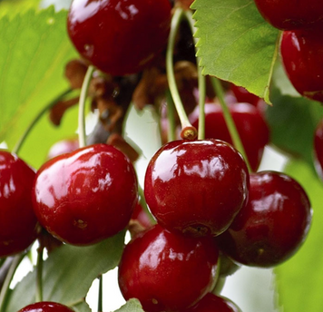 Саженцы вишни "Норд Стар" (среднепоздний сорт) cherry4 фото