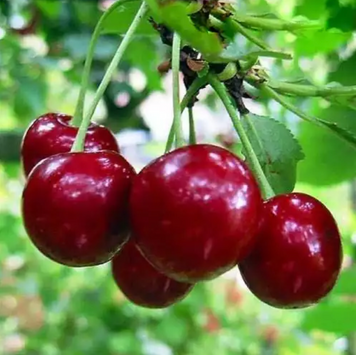 Саженцы Вишни "Лотовка" cherry10 фото