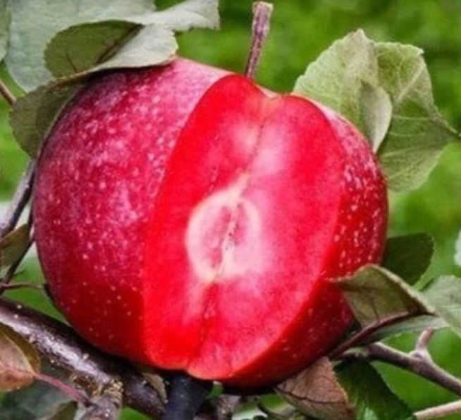 Саженцы яблони "Бая Мориса" apple44 фото