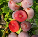 Саженцы диплоидной сливы "Санта Роза" (средне-ранний сорт) plum4 фото 2