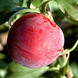Саженцы диплоидной сливы "Санта Роза" (средне-ранний сорт) plum4 фото 1