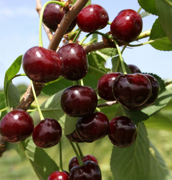 Саженцы вишни "Владимирская" (среднеспелый сорт) cherry5 фото