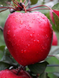 Саженцы яблони "Сирена" apple45 фото 2