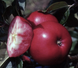 Саженцы яблони "Сирена" apple45 фото 1