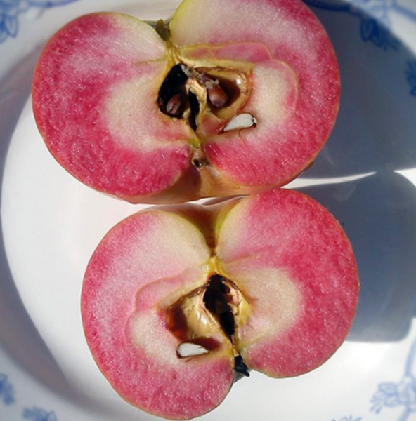 Саженцы яблони "Эра" apple46 фото