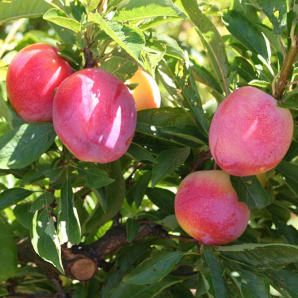 Саженцы диплоидной алычи "Пинк Сатурн" (среднеспелый сорт) plum6 фото