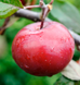 Саженцы яблони "Эра" apple46 фото 1