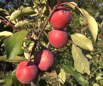 Саджанці яблуні "Red Moon" apple47 фото