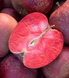 Саджанці яблуні "Red Moon" apple47 фото 2