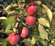Саджанці яблуні "Red Moon" apple47 фото 1