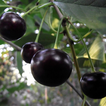 Саженцы вишни "Чернокорка" (раннеспелый сорт) cherry8 фото