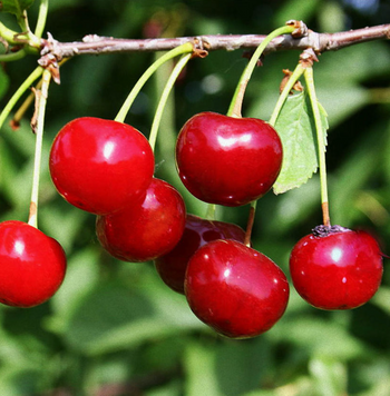 Саженцы вишни "Любская" (позднеспелый сорт) cherry9 фото