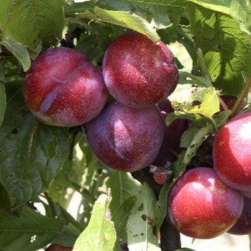 Саженцы сливы "Аутумн гигант" (позднеспелый сорт) plum9 фото