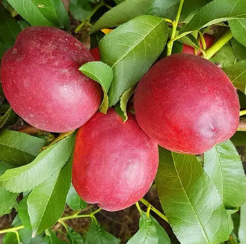 Саджанці нектарину "Супер Квін" (раньоспілий сорт) nectarine4 фото