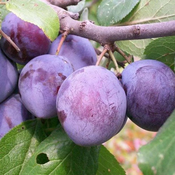 Саженцы сливы "Кабардинка" (раннеспелый сорт) plum18 фото