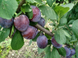 Саженцы сливы "Кабардинка" (раннеспелый сорт) plum18 фото 1