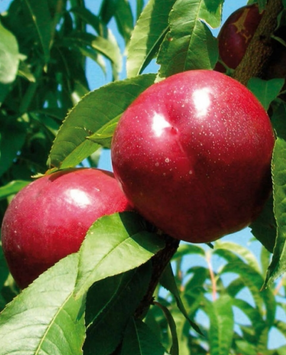 Саджанці нектарину "Ребус" (середньоранній сорт) nectarine6 фото