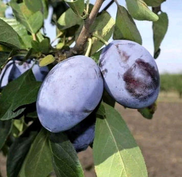 Саджанці сливи "Амерс" (пізньоспілий сорт) plum19 фото