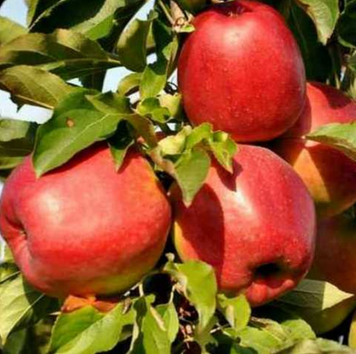 Саджанці яблуні "Лігол" apple9 фото