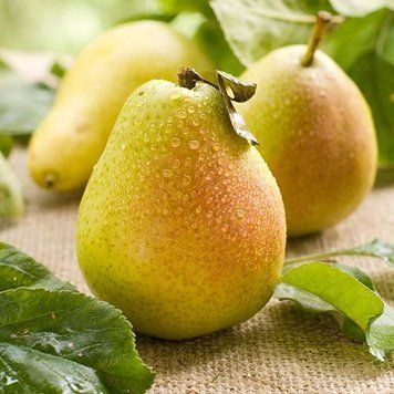 Саджанці груші "Кіффер" pear9 фото