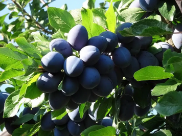 Саджанці сливи "Емпресс" (пізньоспілий сорт) plum20 фото