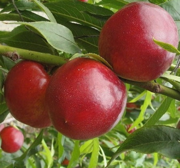 Саджанці нектарину "Нікітський 85" (ранньоспілий сорт) nectarine7 фото