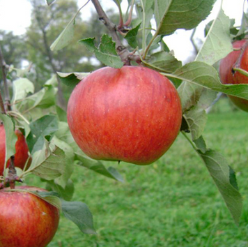 Саджанці яблуні "Топаз" apple10 фото