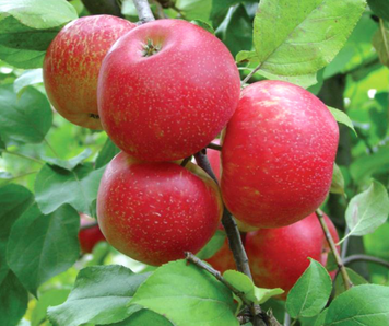 Саджанці яблуні "Хоней Крісп" apple11 фото