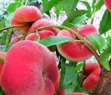 Саджанці інжирного персика "Юла" (пізній сорт) peach1 фото
